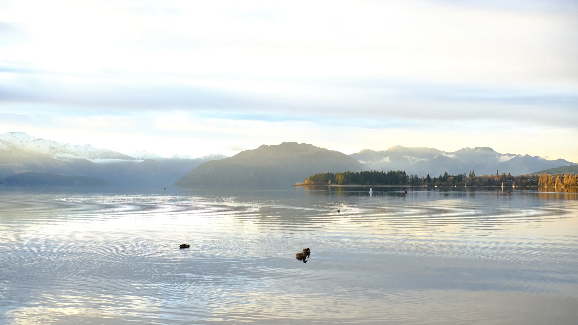Ducks on a calm alpine lake at dawn with snow-capped mountains, Lake Wānaka, New Zealand, by Scott Yip
